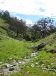 Green tree-dotted hills converge to form a small stream valley in Pacheco State Park, California. 