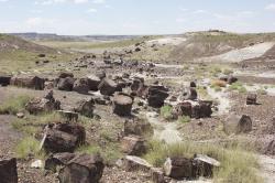 Petrified wood in this desolate landscape has been fossilized and turned to stone. 