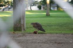 This is either a Sharp-shinned Hawk or a Cooper's Hawk, eating a smaller bird. I believe it is a juvenile (fledged some weeks ago). This hawk family lived in a eucalyptus tree on a golf course. 