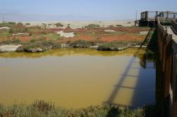 The stagnant green water of a salt marsh reflects the boardwalk bridge leading to a colorful bank.  This photo was taken by Geneva Hudspeth and put in the Creative Commons with her permission.