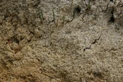 Succulents grow in strangely textured earth left behind by a dry salt marsh. 