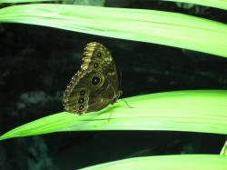 A brown butterfly with several red and yellow eye spots rests on a green leaf. This could be a "Painted Lady," but I'm not sure.