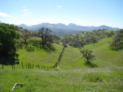 Wildflowers color a hillside in Pacheco State Park, California. 