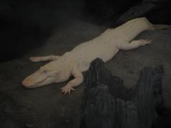 An albino alligator resides at the California Academy of Sciences.