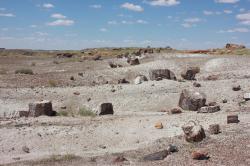 Petrified wood in this desolate landscape has been fossilized and turned to stone. 