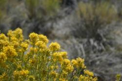 Yellow wildflowers at Mono Lake. 