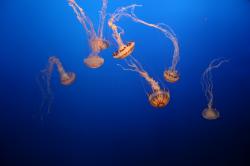 Sea Nettle jellyfish. 