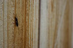 A black and purple wasp-like creature with red legs and a long stinger or ovipositor (egg-laying organ). Possibly a female Ichneumon wasp -- Pimpla?  If someone knows for sure, I\'d love to be enlightened!