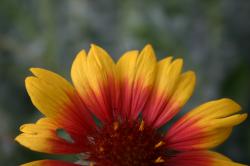 Orange and yellow flower (perhaps a daisy)?