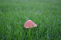 Pink mushroom in green grass.