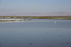 Pelicans and other sea birds congregate on an islet.