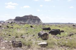 Petrified wood in this desolate landscape has been fossilized and turned to stone. 