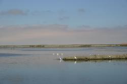 Egrets, pelicans and other sea birds near an islet.