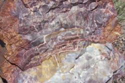 Petrified wood appears as colorful stone. 