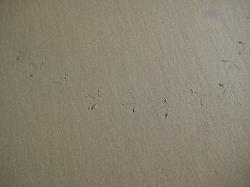A simple line of bird tracks in wet beach sand.