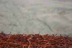 A tight cluster of thin red-orange seaweed at the beach. 