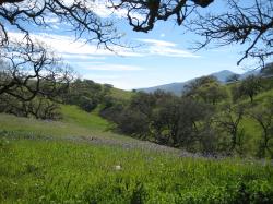 Purple wildflowers dot a hillside in Pacheco State Park, California.