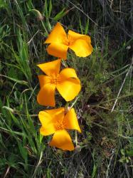Bright orange California poppies.