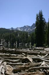 Deadwood on the shore of TJ Lake or Lake Barrett (not sure which). 