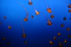 Sea Nettle Jellyfish
