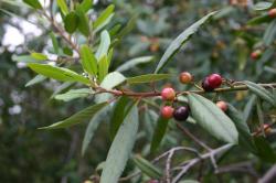 Red and yellow berries on a green tree. 