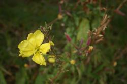 Macro of a bright yellow flower at the beach. 