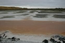 Pink salt marsh. 