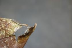 Millipede on a dead leaf.