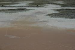 A natural pink salt marsh. 
