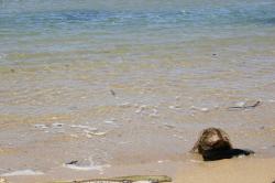 A fallen coconut at the mouth of the Wailua River, where it meets the Pacific Ocean. 