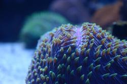 Purple coral with yellow tentacles. I believe this is plate coral, a large polyp stony (LPS) coral often referred to as a Disk, Mushroom, Chinaman, Fungia Plate, or Tongue Coral.