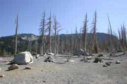 Natural CO2 emissions from a magma body beneath Mammoth Mountain asphyxiated more than 100 acres of trees near Horseshoe Lake in the early 1990s. 