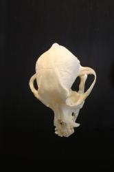 Chihuahua skull on a black background.