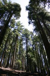 Looking up at a grove of tall trees. 