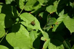 This fellow looks like a bee, but may be a hoverfly, AKA flower fly. Any entomologists out there are most welcome to correct me! 