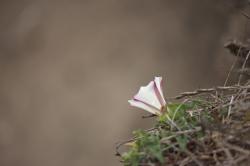 A delicate pink flower brightens up a plain earthy brown background. 