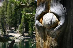 A knot in this tree resembles a strange eye. 