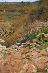 Creamy colors blend with orange, red, yellow, mauve, green and blue in this textured landscape. This photo was taken by Geneva Hudspeth and put in the Creative Commons with her permission.