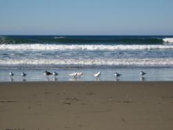 Seabirds at Morro Bay, California.  (If anyone knows the species, please let me know and I'll add the info!) 