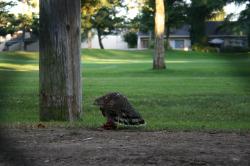 This is either a Sharp-shinned Hawk or a Cooper\'s Hawk, eating a smaller bird. I believe it is a juvenile (fledged some weeks ago). This hawk family lived in a eucalyptus tree on a golf course. 