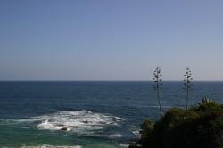 Two tall trees on a hill overlook the ocean and a clear blue sky in Laguna. 