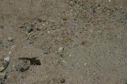 A tadpole with legs in the shallow water of TJ Lake or Lake Barrett (not sure which). 