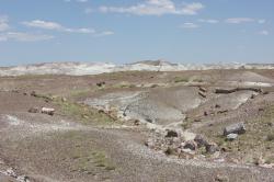 Petrified wood in this desolate landscape has been fossilized and turned to stone. 