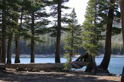 A twisted fallen tree near Horseshoe Lake.