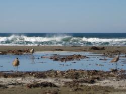 Seabirds in Morro Bay, California. (If anyone knows the species, please let me know and I'll add the info!) 