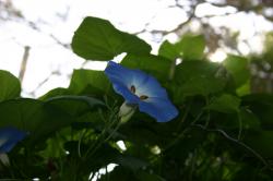 A big carpenter bee diving into the morning glory. 