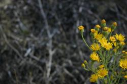 Yellow wildflowers at the beach. (If you know the species, please let me know and I'll add the info!) 
