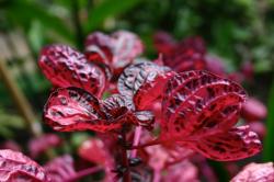 Red and black leaves on a plant. 