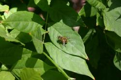 This fellow looks like a bee, but may be a hoverfly, AKA flower fly. Any entomologists out there are most welcome to correct me!
