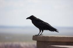 Raven in profile, closeup (somewhat).